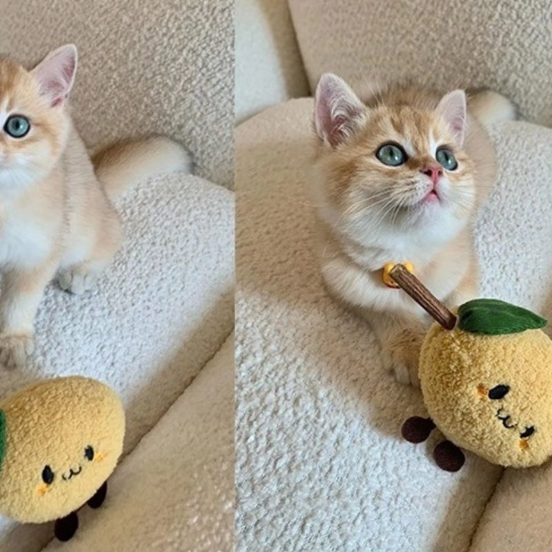 Funny Cat Grinding Stick Toy Wooden Cat Self-priming Artifact Funny Cat Stick Chew Toy, interactive cat toys, best cat toys, active cat toys - Image 5